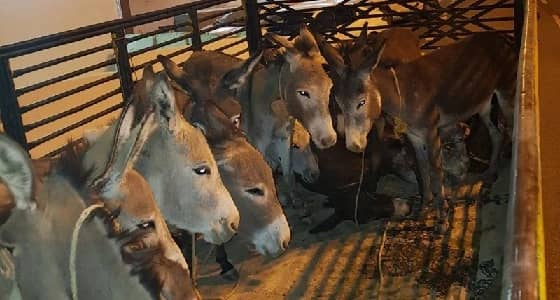إحباط محاولة تهريب 14 حمارًا جنوبي الطائف