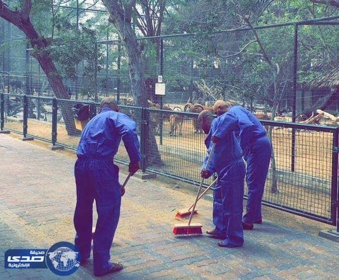 تعرف على عقوبة المتورطين في واقعة تعذيب القطة بدبي