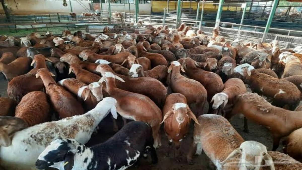 تخصيص 9 مواقع لبيع الأغنام في الرياض