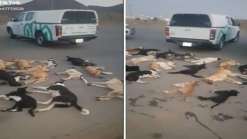 شاهد.. لحظة التخلص من كلاب ضالة ومسعورة بشوارع جدة بعد مصرع طفلة الواشلة