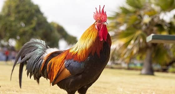 اعتقال ديك بتهمة إزعاج دبلوماسية يسبب غضبًا عارمًا في الجزائر