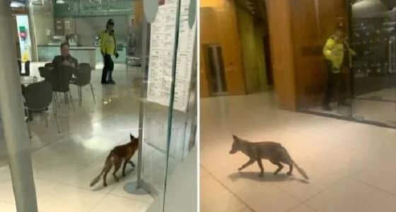 بالفيديو والصور .. ثعلب يتجول تحت قبة البرلمان البريطاني