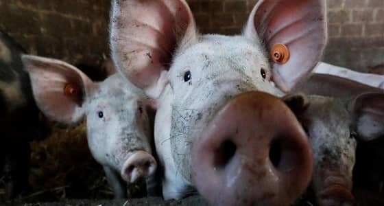 بالصورة.. ولادة كائن هجين بين القرد والخنزير