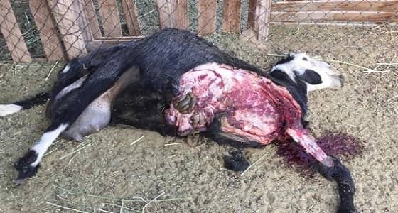 بالفيديو.. الذئاب تقتل أغنام " الحريق " وتتسبب في خسائر عديدة