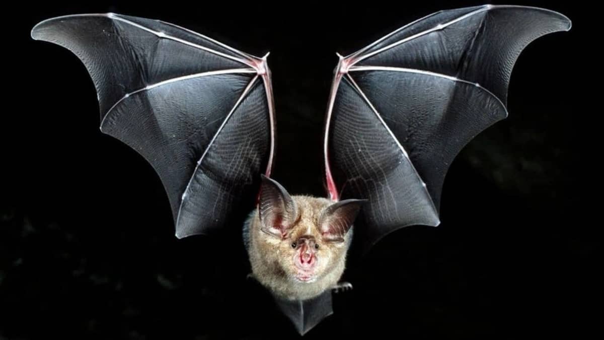 حالة من الذعر تسود قرية بدولة عربية بعد انتشار «الخفافيش»