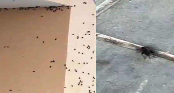 بالفيديو.. " صرصور الليل " يوقف الدراسة بثانوية الطلعة في بخليص