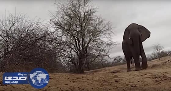 بالفيديو.. فيل يسرق كاميرا من مرشد سفاري