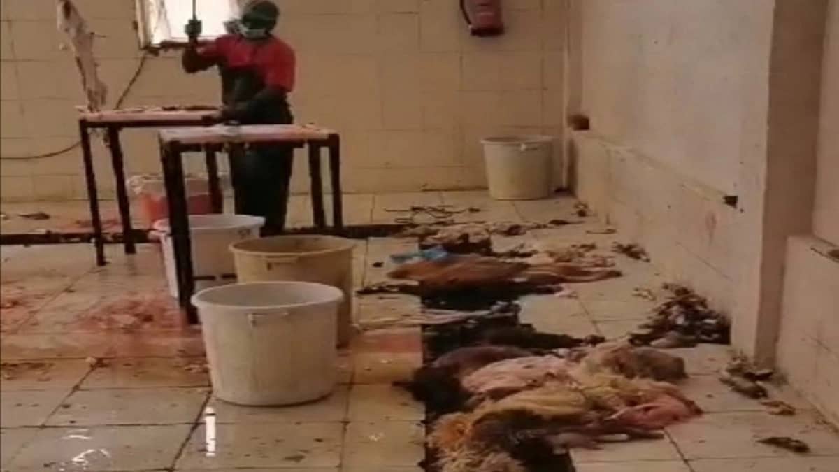 مقطع يكشف حجم الإهمال بمسلخ الداير