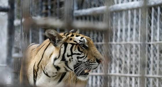 نمر يفترس عامل بمزرعة و8 أغنام وحمار وكلب في المدينة