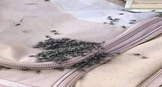 بالصور.. غزو كثيف للذباب بصورة غير مسبوقة.. والمسند يوضح كيفية القضاء عليه