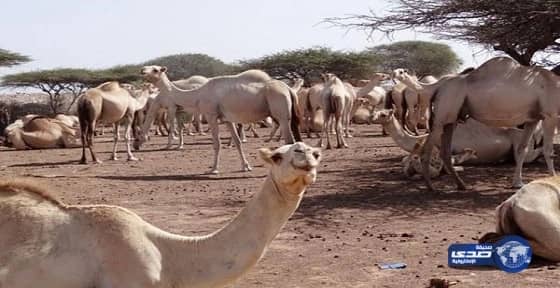 إيقاف مزاين "النبهان" بحائل بسبب عدم وجود "ترخيص"