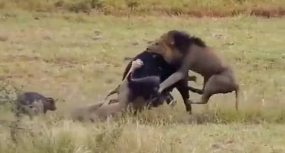 بالفيديو والصور.. لحظة هجوم أسدين على جاموسة ضحت بنفسها لتفدي صغيريها