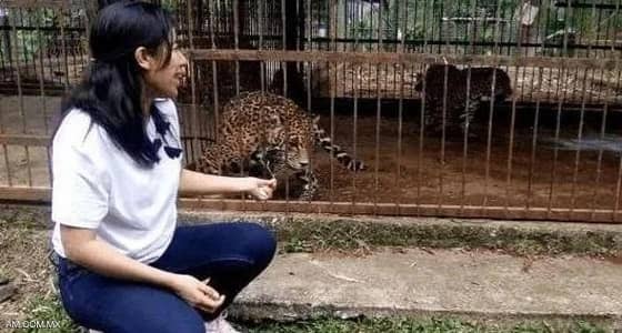 أصبحت مهددة بفقدان ذراعها..نهاية مأساوية لـ «سيلفي» فتاة مع نمر