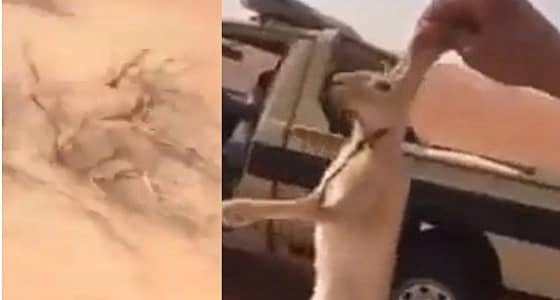 بالفيديو.. الحياة الفطرية: مقطع الصيد " قديم "