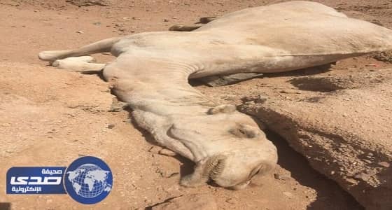 مرض غامض يهاجم إبل الدوادمي