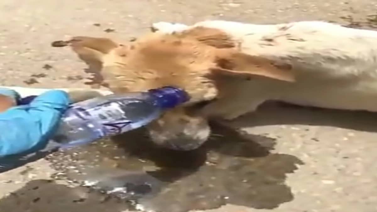 بالفيديو.. مواطن يوثق لحظة إنقاذ كلب عالق في حفرة