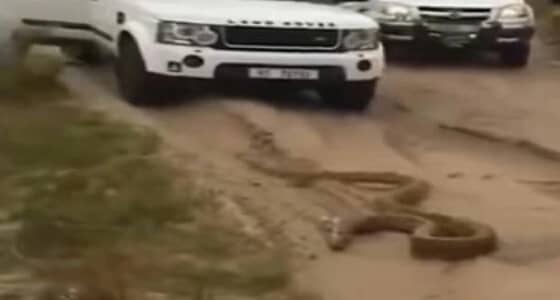 بالفيديو.. ثعبان يطارد السياح بإحدى المحميات الطبيعية