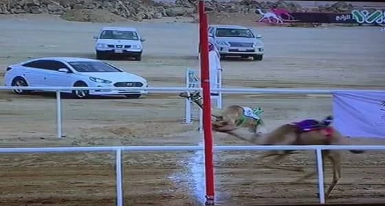 بالفيديو.. عين تصيب " هجن " وتفقدها المركز الأول بسباقات الطائف في ذهول