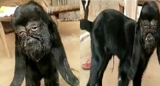 بالفيديو.. عنزة بوجه بشري تثير الرعب بين السكان