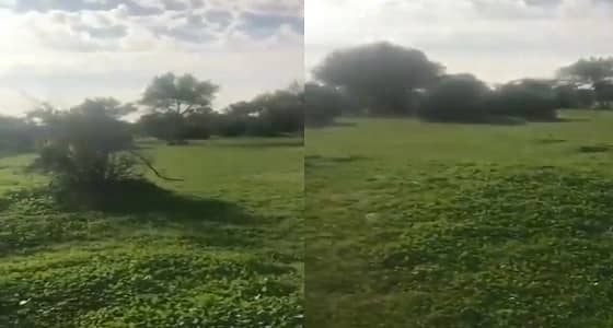 بالفيديو.. أجواء رائعة بروضة " خريم " عقب هطول الأمطار