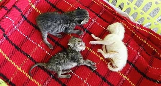 بالصور.. واقعة غريبة لولادة قطة برأسين