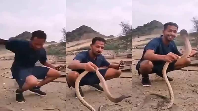 بالفيديو..مروض ثعابين يتعرض للدغ أثناء مداعبة " كوبرا " بجازان