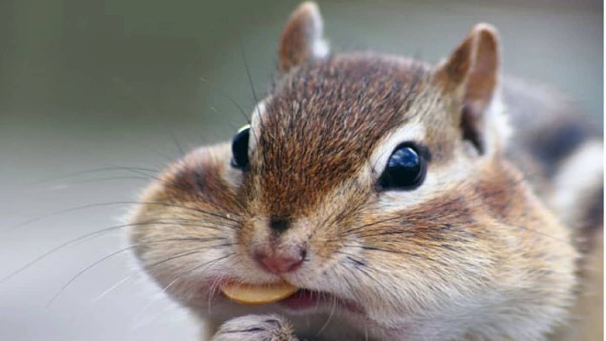 بالفيديو.. سيدة تسجل صوت سنجاب صغير أثناء تناول طعامه