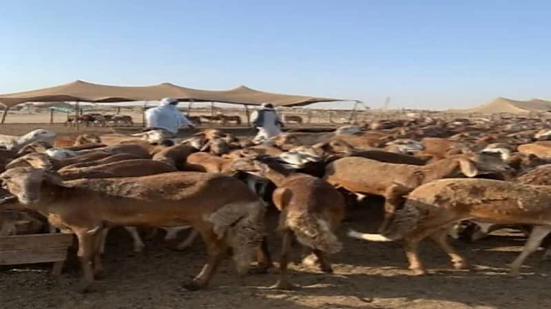 البيئة والزراعة: لا رسوم على دخول الماشية إلى أسواق النفع