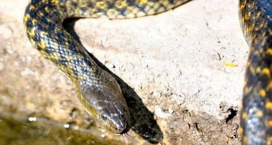 الإعدام لأفعى تسللت إلى طائرة بعد إثارتها الذعر بين الركاب