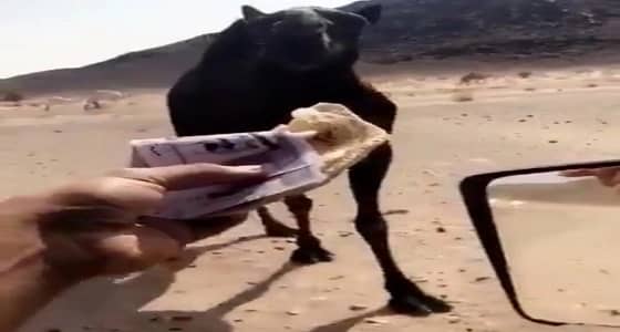 بالفيديو.. شاب يطعم ناقة حزمة من النقود.. وهكذا وصفه النشطاء