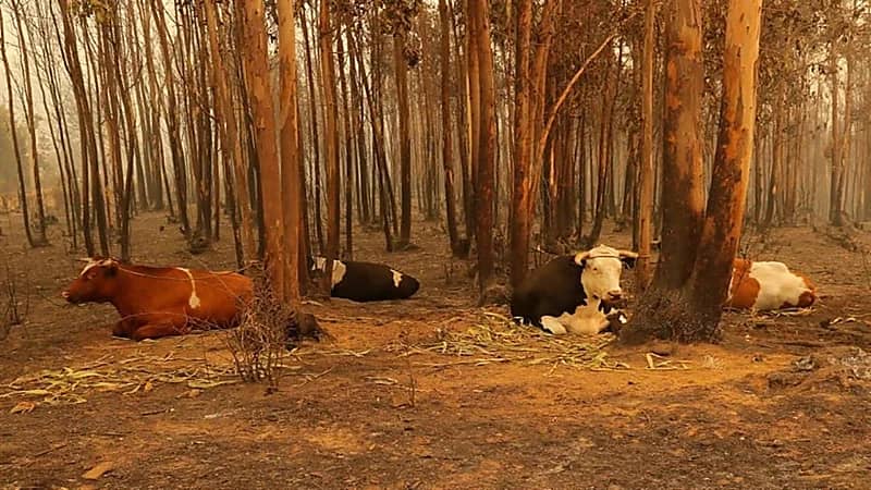 أمريكا تطلق النار على أبقار عدوانية وخطيرة