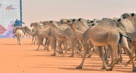 قيمة الكشف عن الإبل المشتبه في لونها