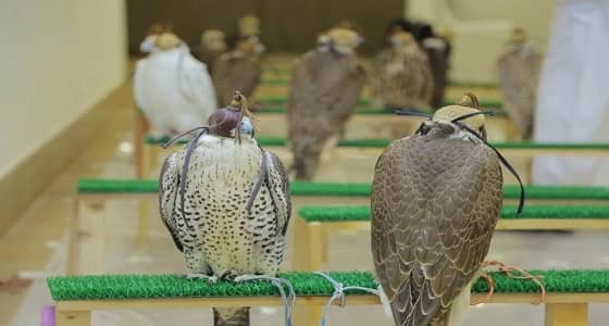 كثافة الصقارين الراغبين بالتسجيل في مسابقات مهرجان المؤسس تبنئ بمنافسة قوية