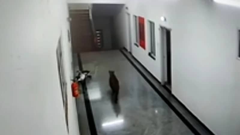 بالفيديو.. فهد صغير يتجول في جامعة