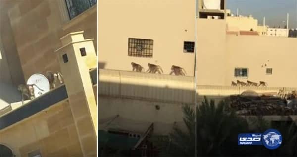 أرامكو تعلن عن موعد بدء التسجيل في برامج التدريب الجامعي والمهني