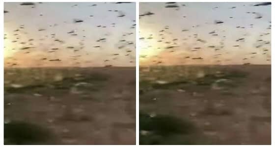 مزارعو الأفلاج في ورطة بعد غزو الجراد والتهامه للمحاصيل (فيديو)