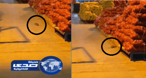 بالفيديو.. فأر يتجول بين أكياس البصل بسوق الخضار بجدة