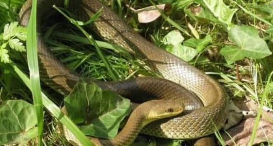 العثور على بقايا ثعبان له ساقين خلفيتين