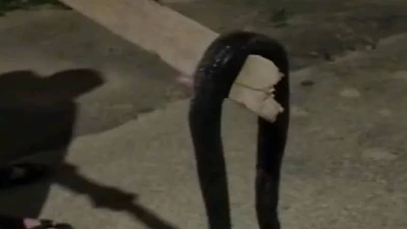 ثعبان ضخم يباغت منزل مواطن بعرعر "فيديو"