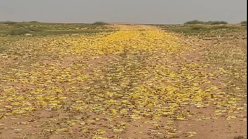 بالفيديو .. انتشار كمية هائلة من الجراد غرب القصيم
