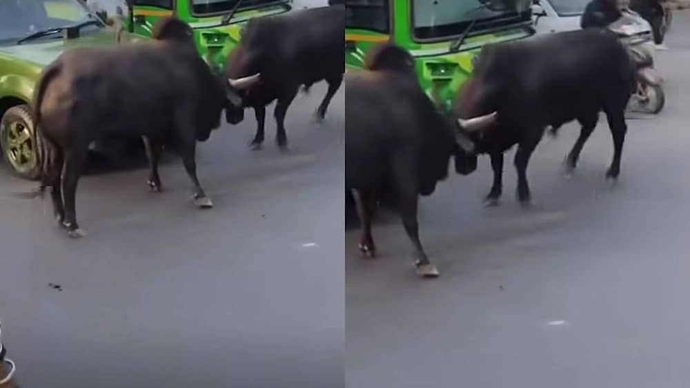 ثوران يوقفان حركة المرور في شوارع نيودلهي ويثيران الذعر بين السكان .. فيديو