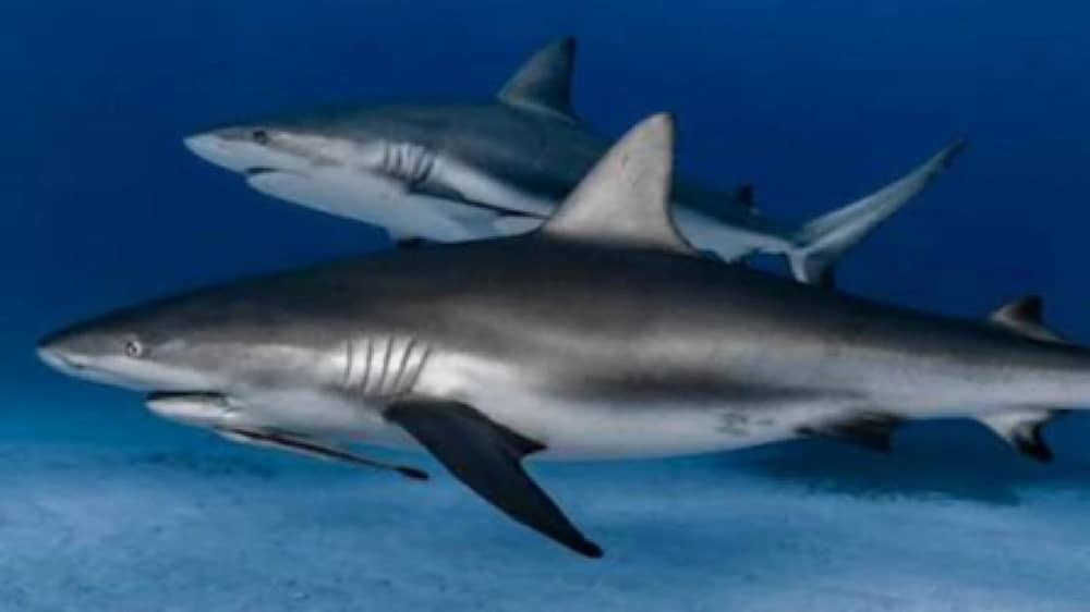 WhatsApp Image 2026-01-14 at 12.21.14 PM.jpeg