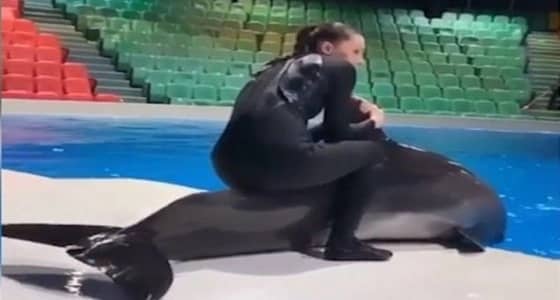 بالفيديو.. دبي تحقق مع مدربة جلست على ظهر أحد الدلافين