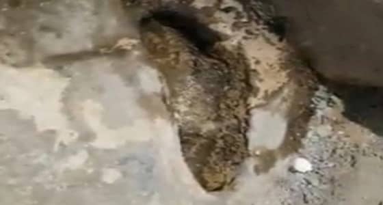 جاليات آسيوية تزيل الأسمنت ليتبركوا بالأثر المزعوم لـ " قدم الرسول " (فيديو)