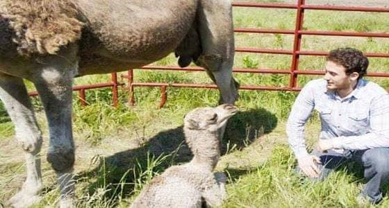 بالصور.. سعودي ينشئ أول شركة لبيع حليب الأبل في أمريكا