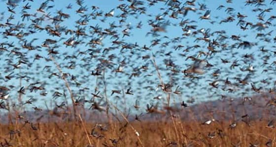 بالفيديو .. أسراب من الجراد تهاجم مزارعين في نجران