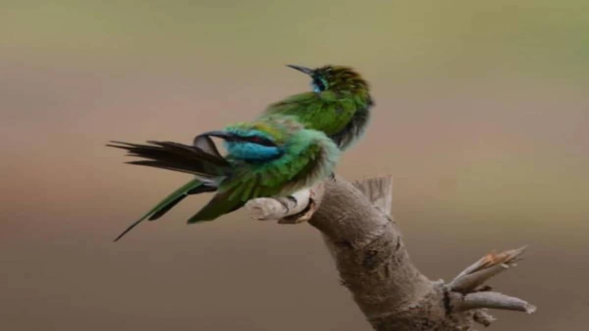 بالصور.. طيور نادرة لا تعيش إلا في جازان