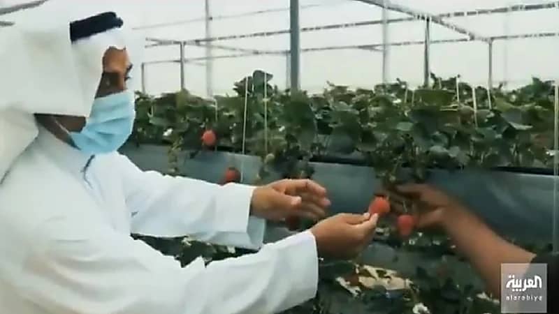 بالفيديو.. مزرعة مائية في القطيف تفتح أبوابها لزوار وسكان المنطقة الشرقية