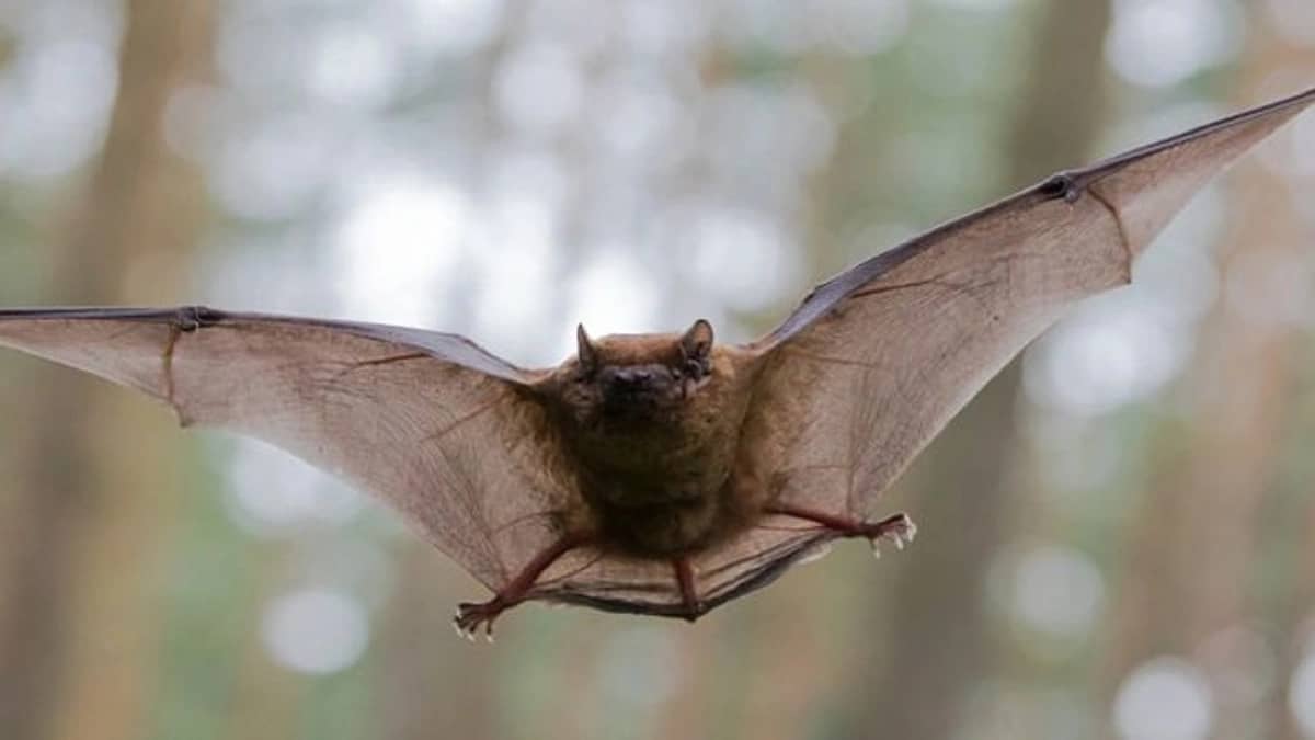 فحص عينات خفافيش هاجمت قرية مصرية وسط مخاوف من نقلها للفيروس