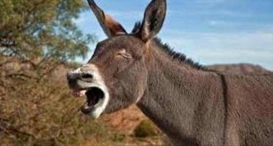 احتجاز حمار لعضه سيدة